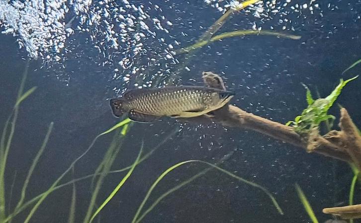 Jardini scleropages (arowana), Dieren en Toebehoren, Vissen | Aquariumvissen, Vis
