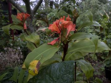 Hedychium greenii, hele mooie gembersoort beschikbaar voor biedingen