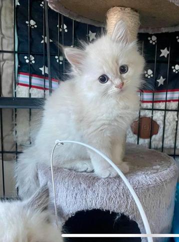 Siberische Neva Masquerade kittens beschikbaar voor biedingen