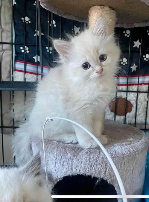 Siberische Neva Masquerade kittens, Dieren en Toebehoren, Katten en Kittens | Overige Katten, Langharig