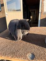 Blauwe franse hangoor ram, Dieren en Toebehoren, Konijnen, Mannelijk, Groot, Hangoor