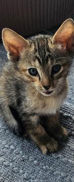 2 hele leuke kittens mix sphynx en oosterse korthaar