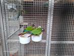 Te koop kwk pyrrhura leucotus, Dieren en Toebehoren, Vogels | Parkieten en Papegaaien, Meerdere dieren, Parkiet, Geringd