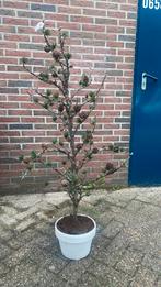 Kunst sparrenappelboom van €179,- voor €60,-, Tuin en Terras, Planten | Tuinplanten, Vaste plant, Bloeit niet, Halfschaduw, Ophalen