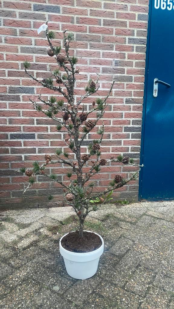 Kunst sparrenappelboom van €179,- voor €60,-, Tuin en Terras, Planten | Tuinplanten, Vaste plant, Overige soorten, Halfschaduw