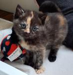 Schattige Britse langhaar X kittens (nog 2 beschikbaar), Dieren en Toebehoren, Katten en Kittens | Raskatten | Langhaar, Meerdere dieren