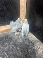 2 jonge haantjes te koop, Dieren en Toebehoren, Pluimvee, Mannelijk, Kip