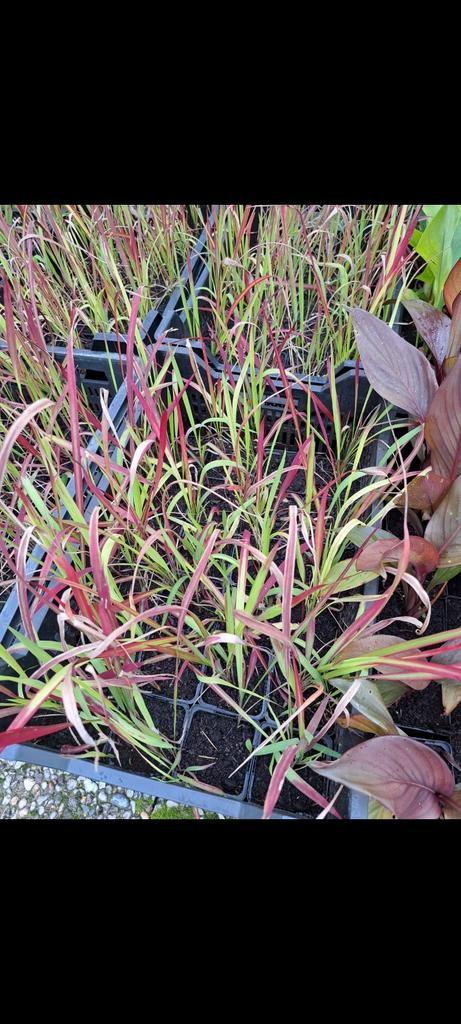 Japans bloedgras, Tuin en Terras, Planten | Tuinplanten, Vaste plant, Siergrassen, Volle zon, Bloeit niet, Ophalen