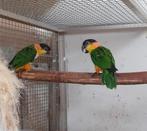 Zwartkop caiques, Dieren en Toebehoren, Vogels | Parkieten en Papegaaien, Meerdere dieren, Papegaai, Geringd