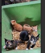 Boerderij kittens, Dieren en Toebehoren, Katten en Kittens | Overige Katten, Meerdere dieren