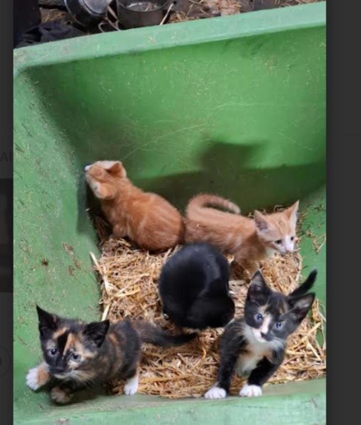 Boerderij kittens, Dieren en Toebehoren, Katten en Kittens | Overige Katten, Meerdere dieren