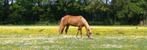Gezocht: weiland - grasland voor paarden regio Heythuysen, 4 paarden of pony's of meer
