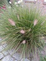 Lampenpoetsersgras( pennisetum " hameln"), Tuin en Terras, Planten | Tuinplanten, Ophalen, Zomer, Overige soorten, Halfschaduw