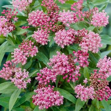 Zaden Asclepias incarnata beschikbaar voor biedingen