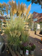 Pampagras ruim 200cm hoog Cortaderia Selloana Evita, Ophalen of Verzenden, Overige soorten, Volle zon