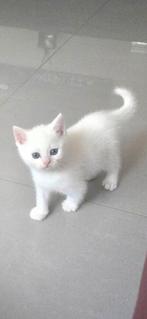 Brits korthaar kittens super schattig en lief, Dieren en Toebehoren, Katten en Kittens | Raskatten | Korthaar, Meerdere dieren