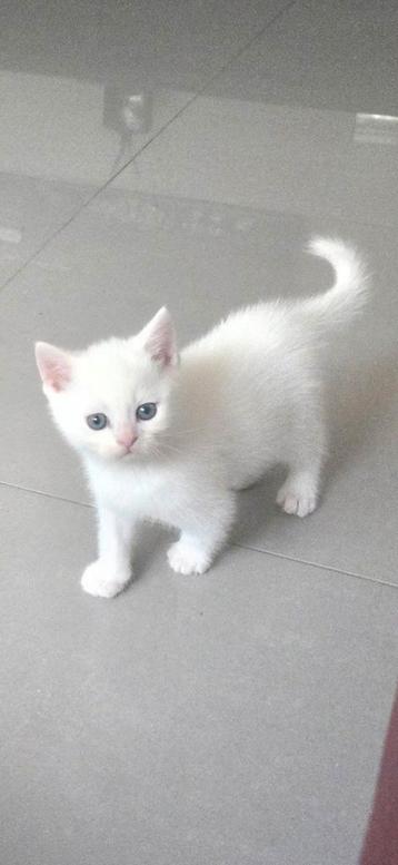 Brits korthaar kittens super schattig en lief  beschikbaar voor biedingen
