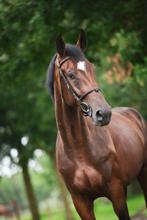 5 jarige Grandorado, Dieren en Toebehoren, Paarden, Springpaard, 175 cm of meer, B, Gechipt