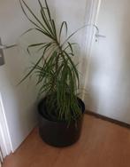 Grote Zwarte kwaliteit Metalen Plantenbak op Wielen 50x40, Ophalen, Tuin, Rond, Zo goed als nieuw