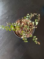 Gratis: kamerplant kamerplantje in plastic potje, Ophalen, Halfschaduw, Minder dan 100 cm