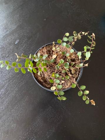 Gratis: kamerplant kamerplantje in plastic potje beschikbaar voor biedingen