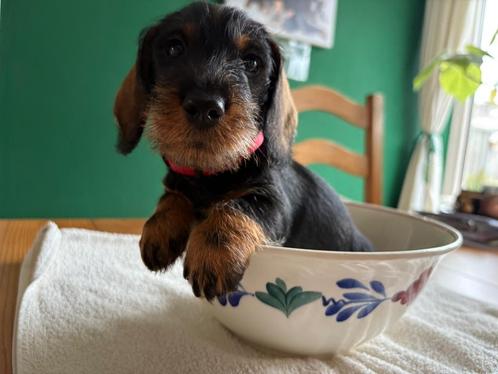 teckel pup, Dieren en Toebehoren, Honden | Teckels en Dashonden, Reu, Ruwhaar, Kaninchen, Particulier, Meerdere, Nederland, 8 tot 15 weken