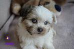 Mooie kleine boomer pups., Dieren en Toebehoren, Honden | Chihuahua's en Gezelschapshonden, Nederland, Overige rassen, 8 tot 15 weken