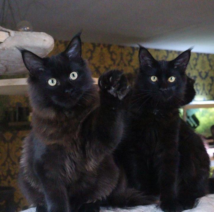 2 laaste, lieve Maine Coon kittens! 1 kater en 1 poes, Dieren en Toebehoren, Katten en Kittens | Raskatten | Langhaar, Meerdere dieren