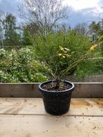 Roos bonsai, Tuin en Terras, Planten | Tuinplanten, Kruiden, Zomer, Vaste plant, Ophalen