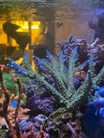 Acropora secale joker stekken koraal, Dieren en Toebehoren, Vissen | Aquariumvissen, Overige typen