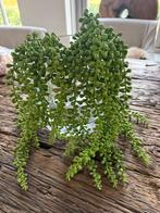 Kunst plant erwten plant 4 stelen, Huis en Inrichting, Woonaccessoires | Kunstplanten en Kunstbloemen, Ophalen of Verzenden