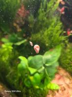 Planorbella/Posthorn, Slak of Weekdier, Zoetwatervis, Schoolvis