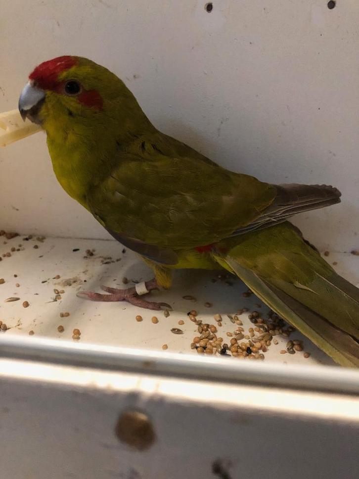Kakariki 2x wv 1x wildkleur pop en 1x cinnamon pop van 2024, Dieren en Toebehoren, Vogels | Parkieten en Papegaaien, Parkiet, Vrouwelijk