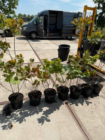 Pruikenboom stunt leuk voor de liefhebber van 8,95 voor 4,95 beschikbaar voor biedingen