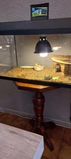 Land schilpad met terarium, Dieren en Toebehoren, Ophalen of Verzenden