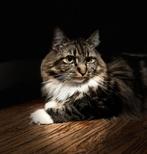 Maincoon Gijs ongeveer 4 jaar oud, Kater