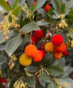 Arbutus unedo aardbeiboom in verschillende maten, Ophalen of Verzenden, Overige soorten, Volle zon