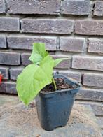 Bio groenteplantjes - courgette/komkommer/tomaat/pepers/etc, Ophalen, Volle zon, Groenteplanten, Eenjarig