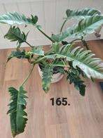 Philodendron narrow op hydrocultuur, Ophalen, Overige soorten, Minder dan 100 cm