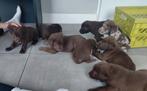 Lieve Labrador x Bordercollie pups, speelse puppy's, Dieren en Toebehoren, Honden | Retrievers, Spaniëls en Waterhonden, CDV (hondenziekte)