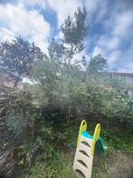 Prachtige Olijfboom voor uw tuin!, Tuin en Terras, Planten | Bomen, Lente, Olijfboom, 250 tot 400 cm, Ophalen