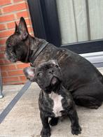 Franse Bulldog pup, Dieren en Toebehoren, Rabiës (hondsdolheid), Reu, 8 tot 15 weken, Bulldog