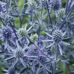 Zaden Eryngium planum, Verzenden, Volle zon