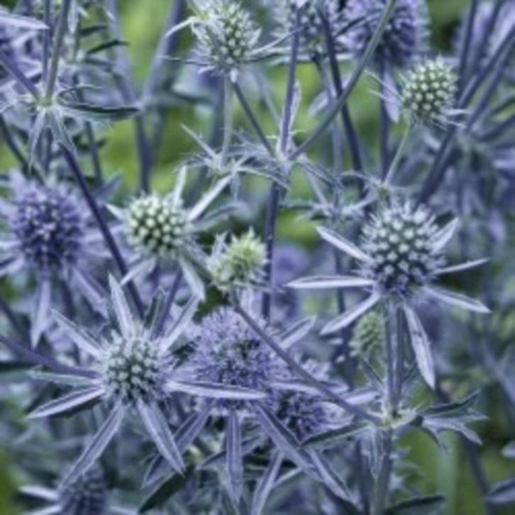 Zaden Eryngium planum, Tuin en Terras, Bloembollen en Zaden, Volle zon, Verzenden