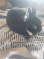 Zilvervos ram. Getatoeëerd en geënt. Lief klein konijntje., Dieren en Toebehoren, Konijnen, Mannelijk, Dwerg