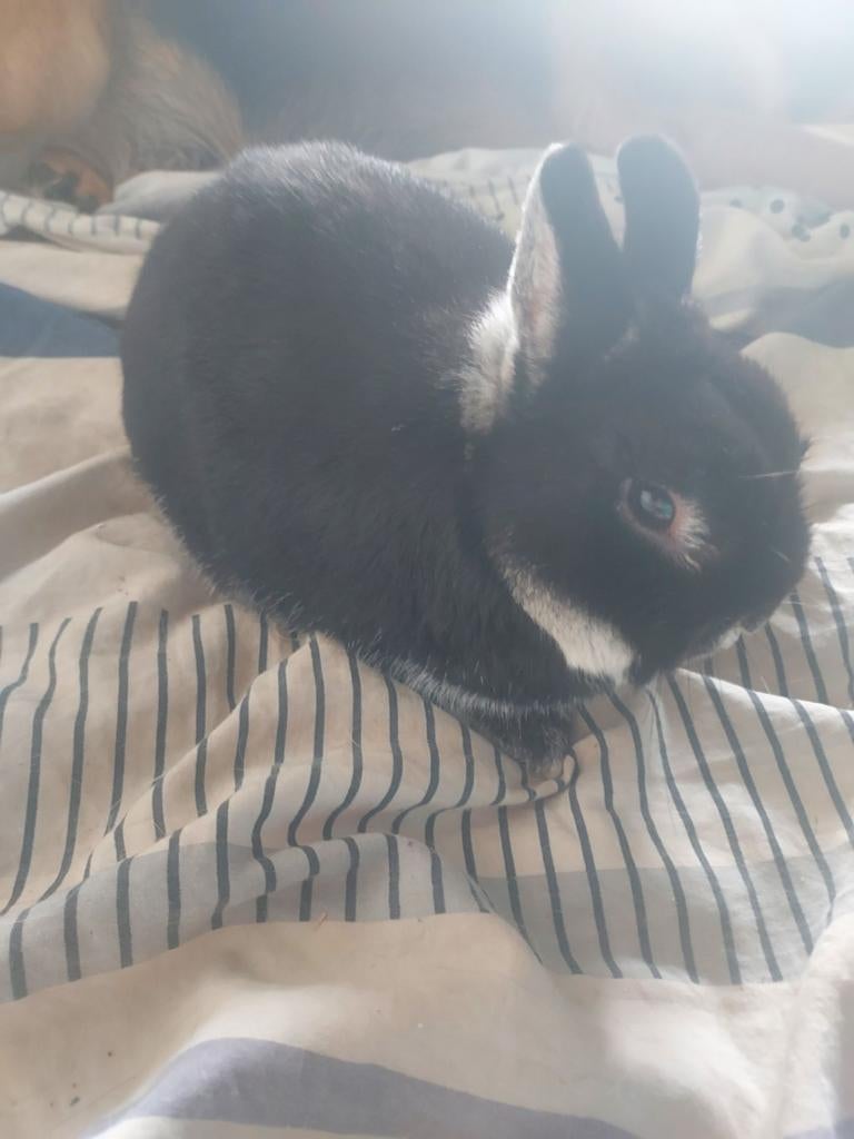 Zilvervos ram. Getatoeëerd en geënt. Lief klein konijntje., Dieren en Toebehoren, Konijnen, Dwerg, Mannelijk