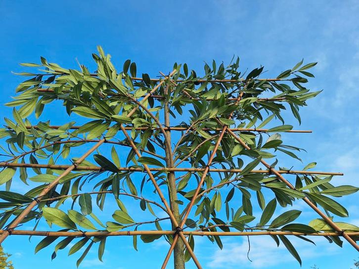 Leilaurier, wintergroene leibomen, Prunus Caucasica, Tuin en Terras, Planten | Bomen, Leiboom, 100 tot 250 cm, Halfschaduw, Lente