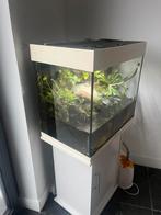 Paludarium, Dieren en Toebehoren, Reptielen en Amfibieën | Toebehoren, Ophalen, Zo goed als nieuw