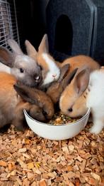 Tamme Mini Lopjes & Dwerg Rexen Konijnen, Geslacht onbekend, Dwerg