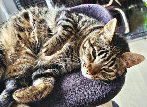 Geweldig leuke binnen gezinskater, gecastr/chip/ingeent 3 jr, Dieren en Toebehoren, Katten en Kittens | Overige Katten, Kortharig